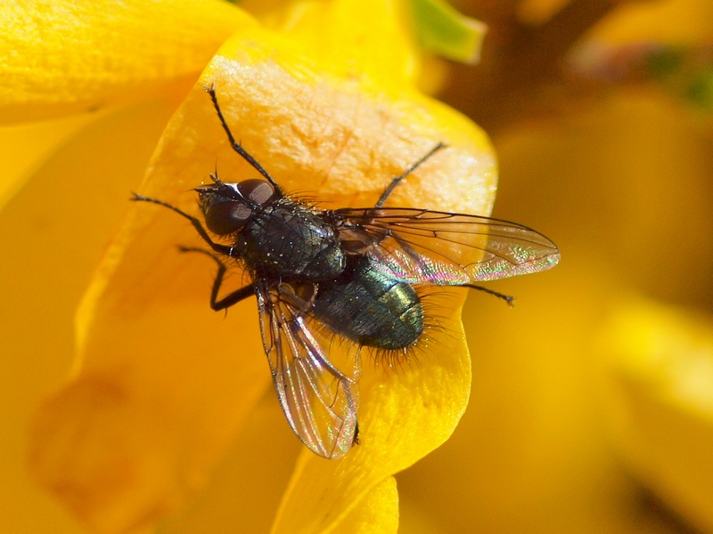 maschio di Bellardia sp. (Calliphoridae)